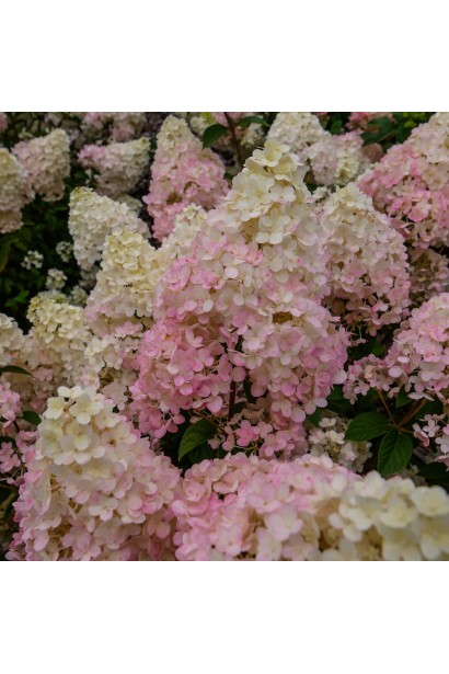 Гортензія Тач оф Пінк кремово-рожеві суцвіття